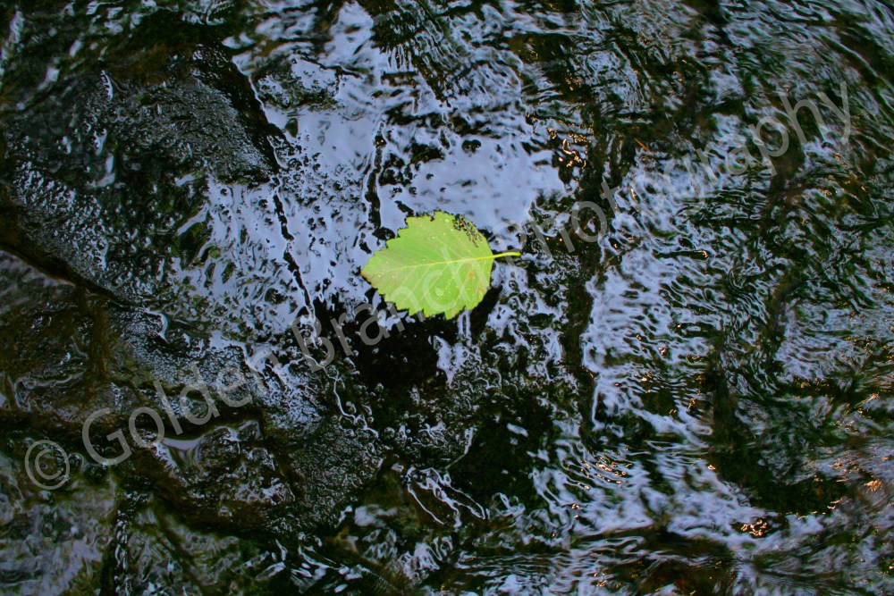 Leaf In Stream